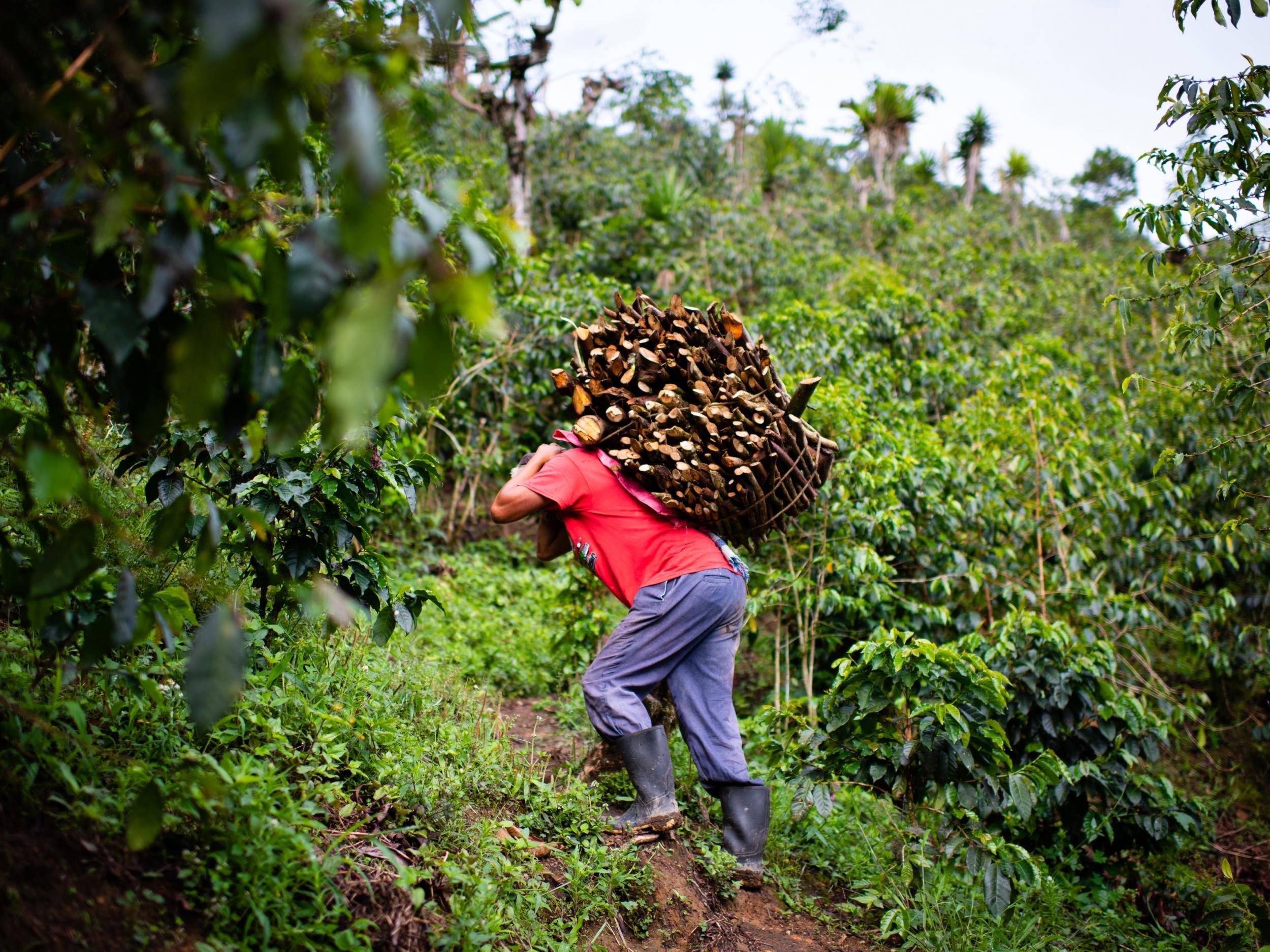 https://static.independent.co.uk/s3fs-public/thumbnails/image/2019/06/13/16/guatemala-coffee-10.jpg