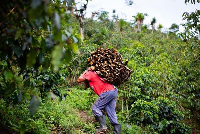 Rejino Villatoro Vasquez, 38, carries a load of wood trimmed from coffee plants up a mountainside path (Sarah L Voisin/Washington Post)
