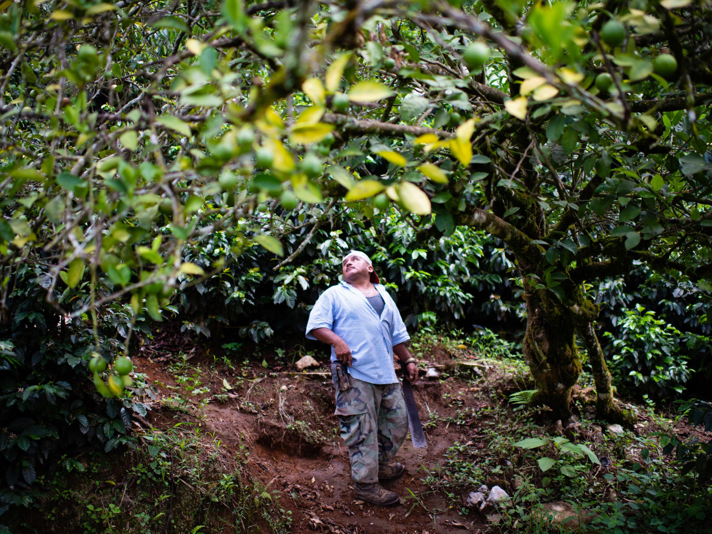 Carrillo says falling coffee prices mean he can no longer make a profit on the once-lucrative crop (Sarah L Voisin/Washington Post)