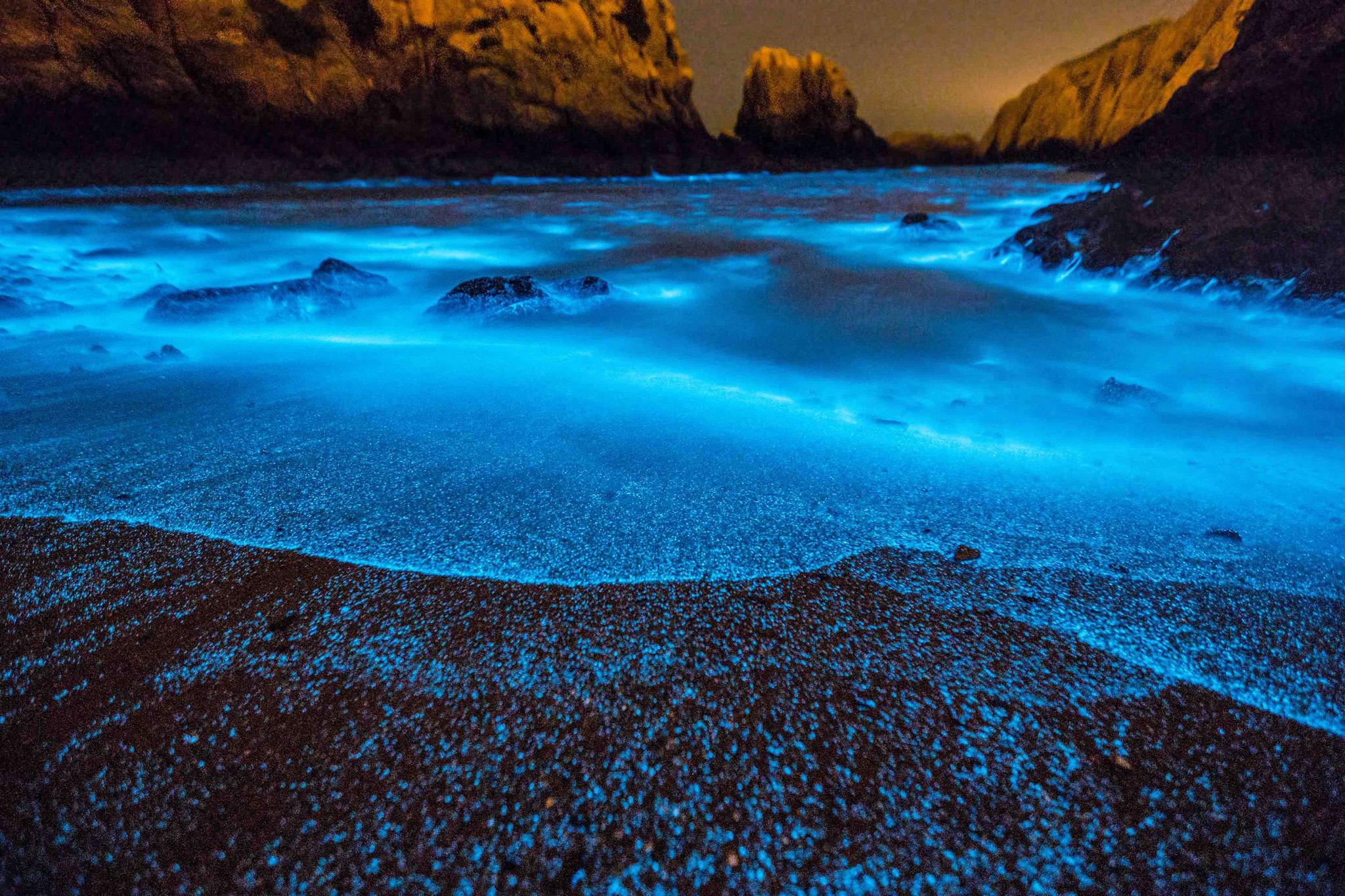 Glowing blooms of “blue tears” in China’s sea may dazzle tourists with their sparkle but as their numbers grow, so too do fears about their toxic potential.