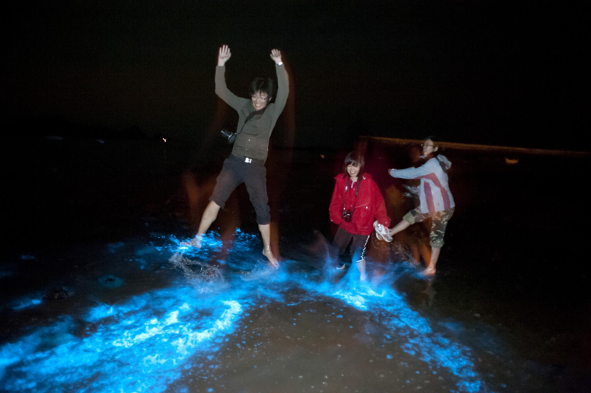 This visual treat has led to beaches where the plankton are found becoming popular tourist destinations in recent years but despite their enchanting appearance, the plankton could prove detrimental in the long term.