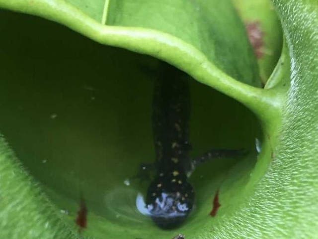 Young spotted salamanders  – each around the length of a human finger – are highly nutritious for pitcher plant