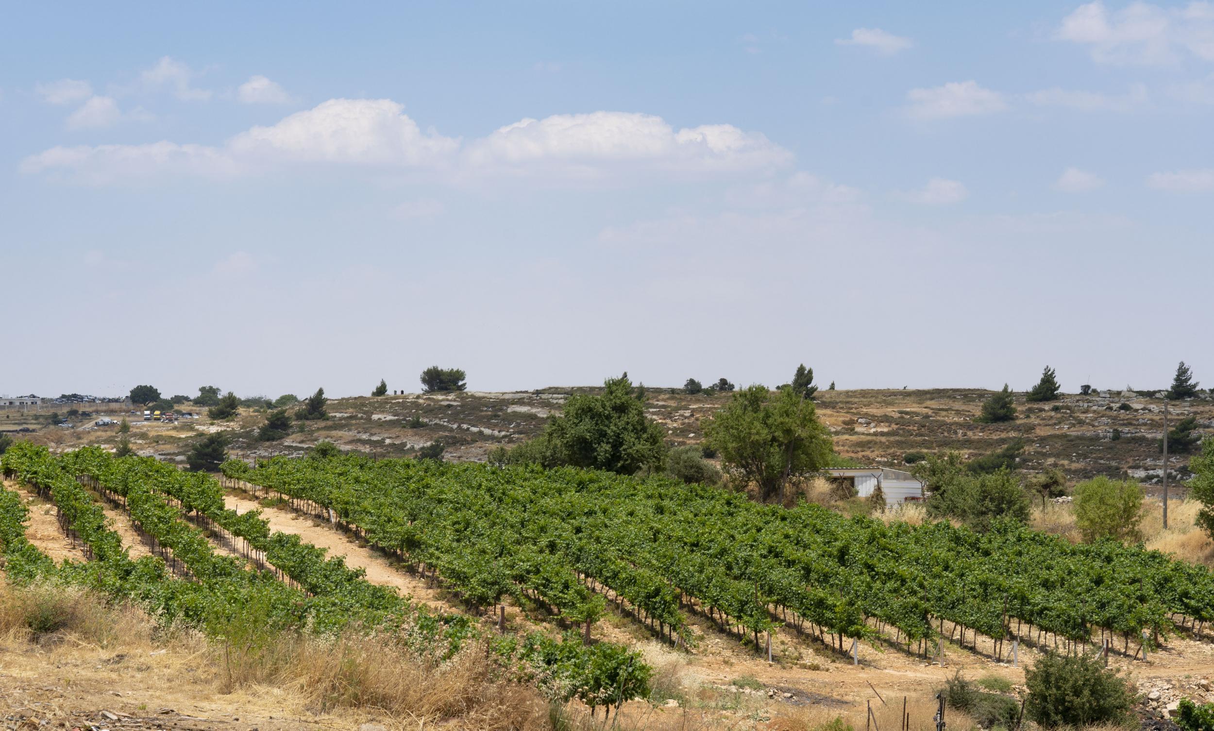 The vineyards of Israeli Psagot winery that belong to the Quran Palestinian family