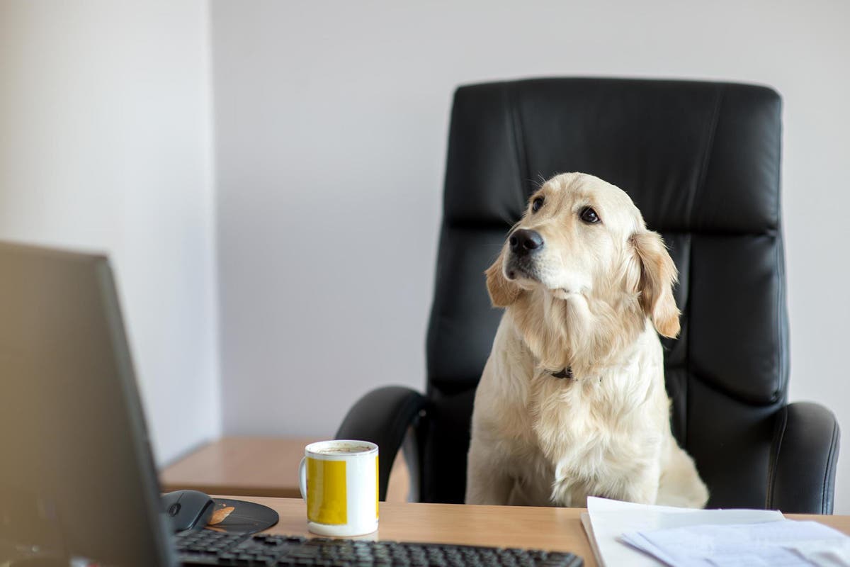 Working dog. Собака в офисе. Щенок в офисе. Деловая собака. Успешный пес.