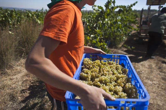 A volunteer carries grapes in an Israeli settlement vineyard in the West Bank