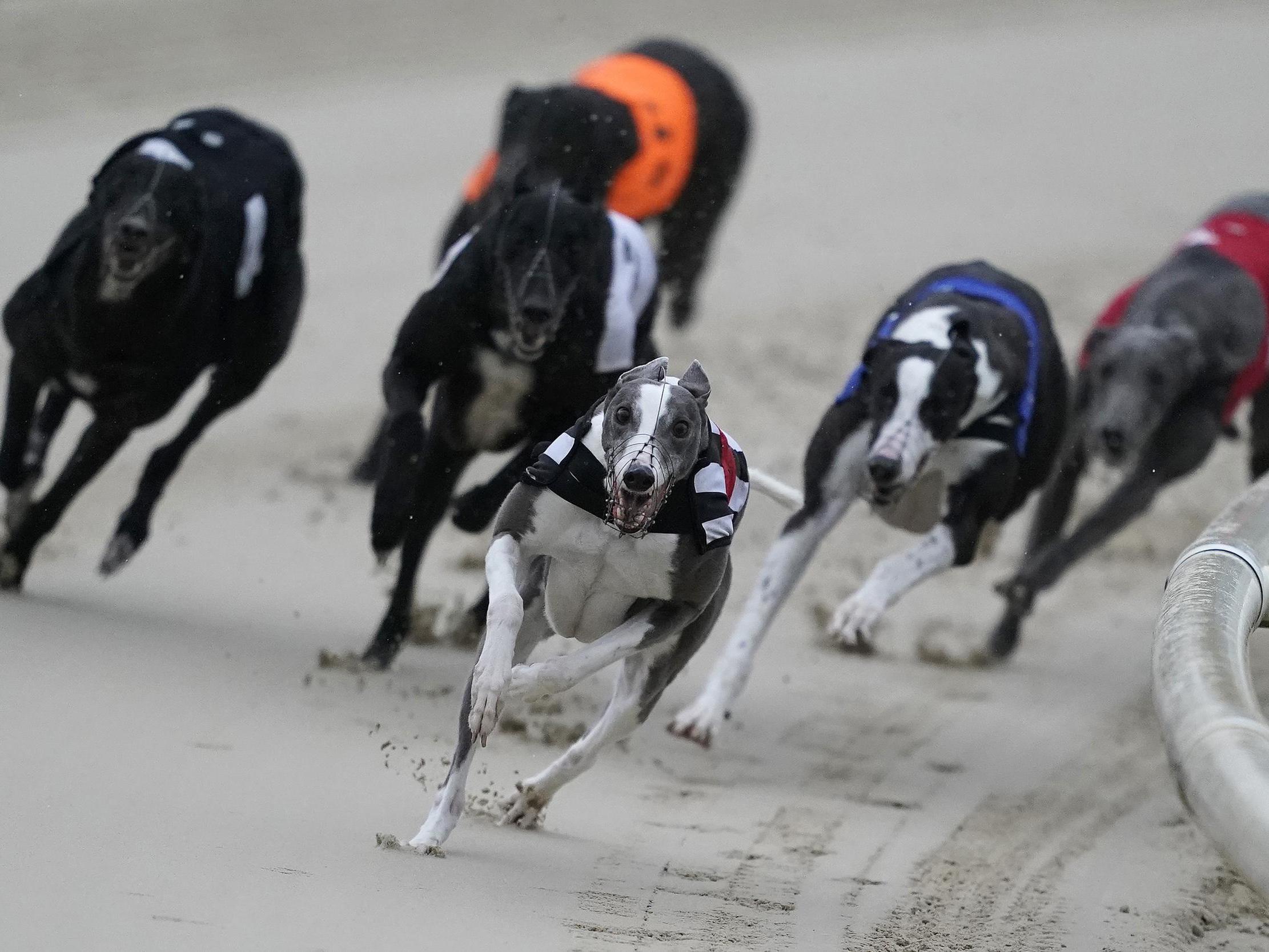 Greyhound racing is on the charge to bring in a new audience
