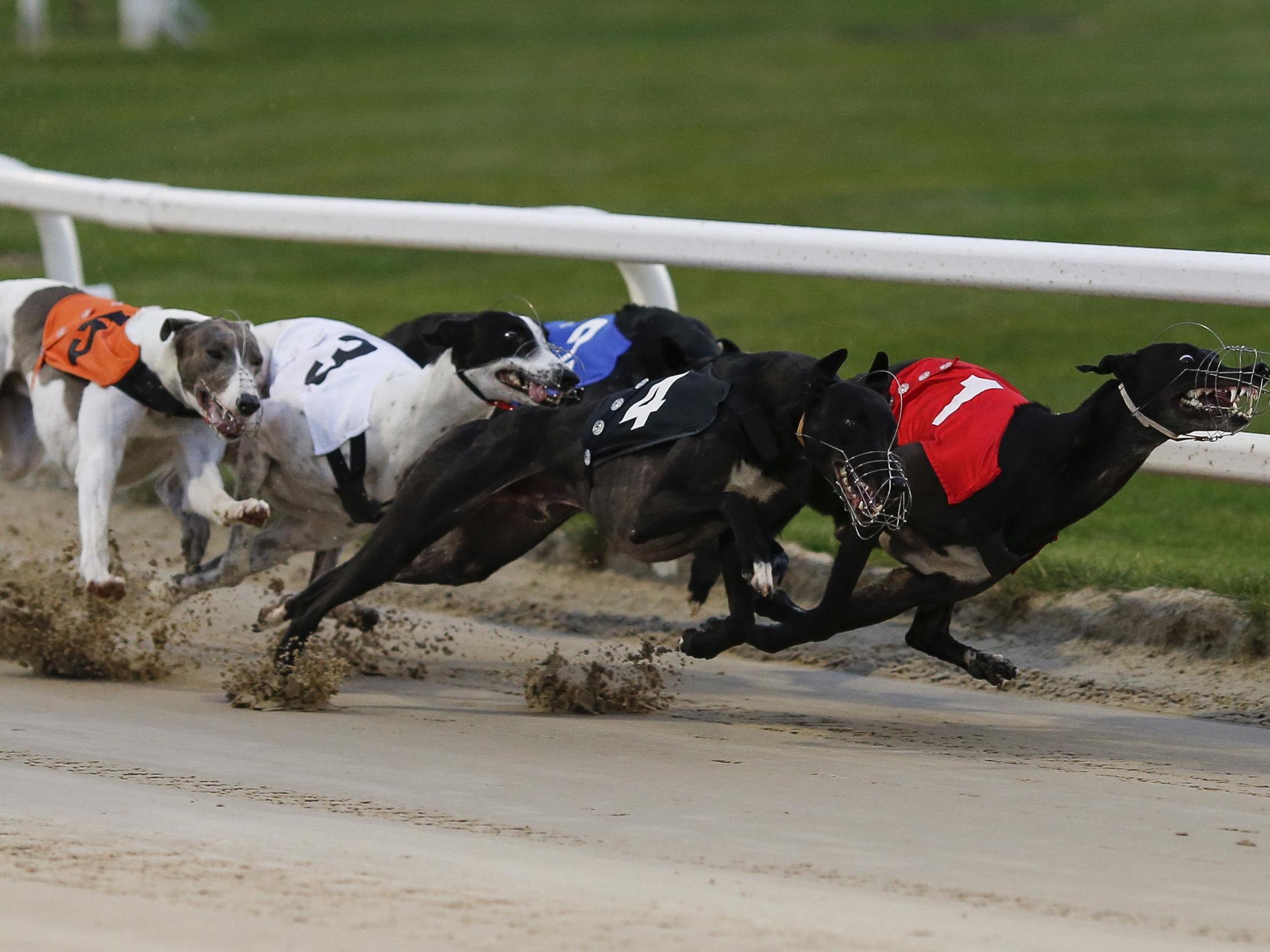 The industry is working to make greyhound racing more appealing