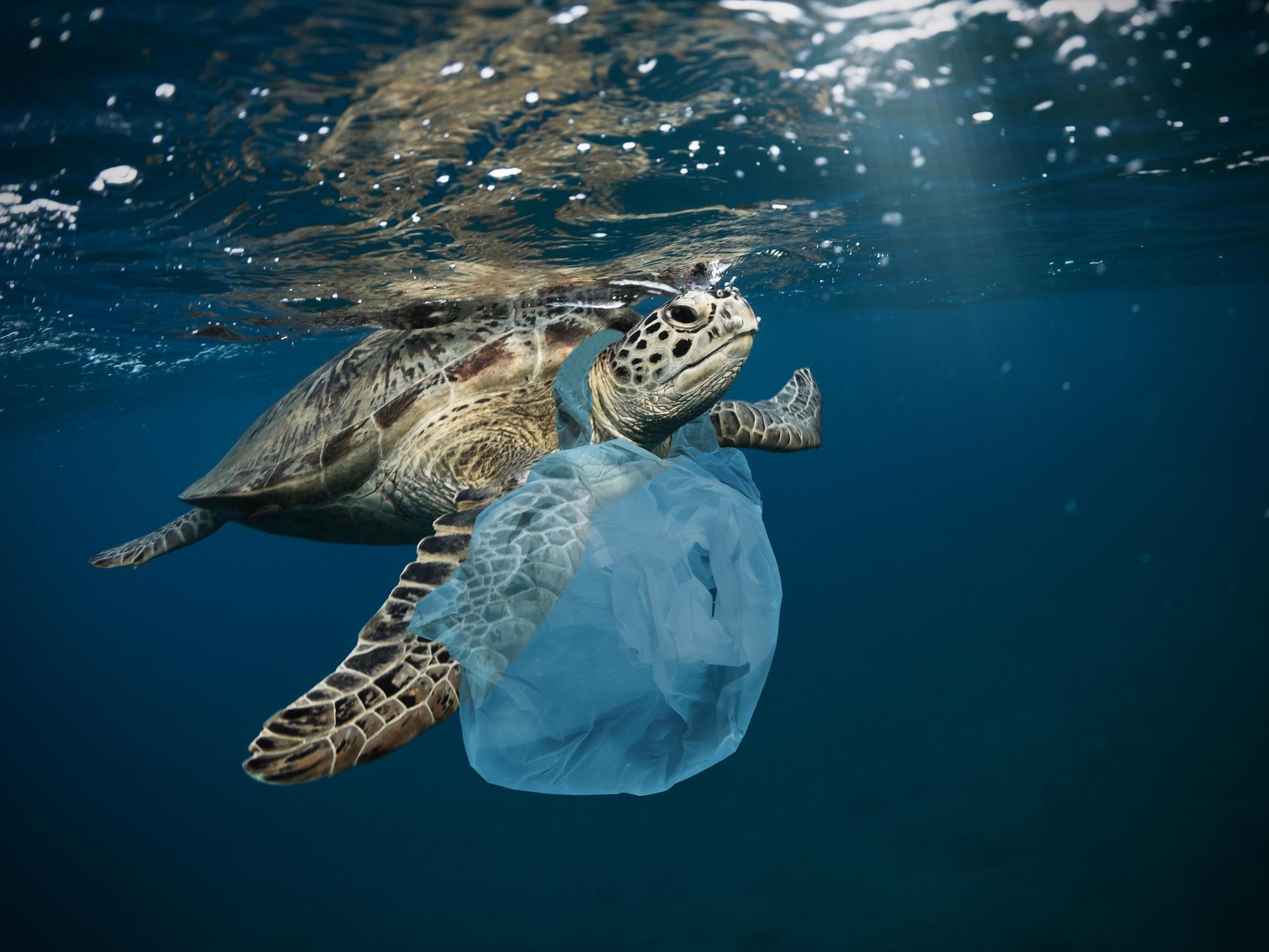 G20 agrees landmark international deal to tackle plastic waste polluting  world's oceans | The Independent | The Independent