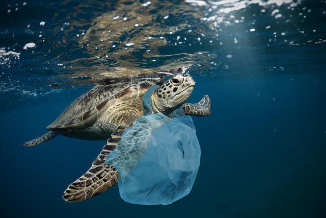 Hundreds of thousands of animals die every year from eating and getting tangled in plastic waste