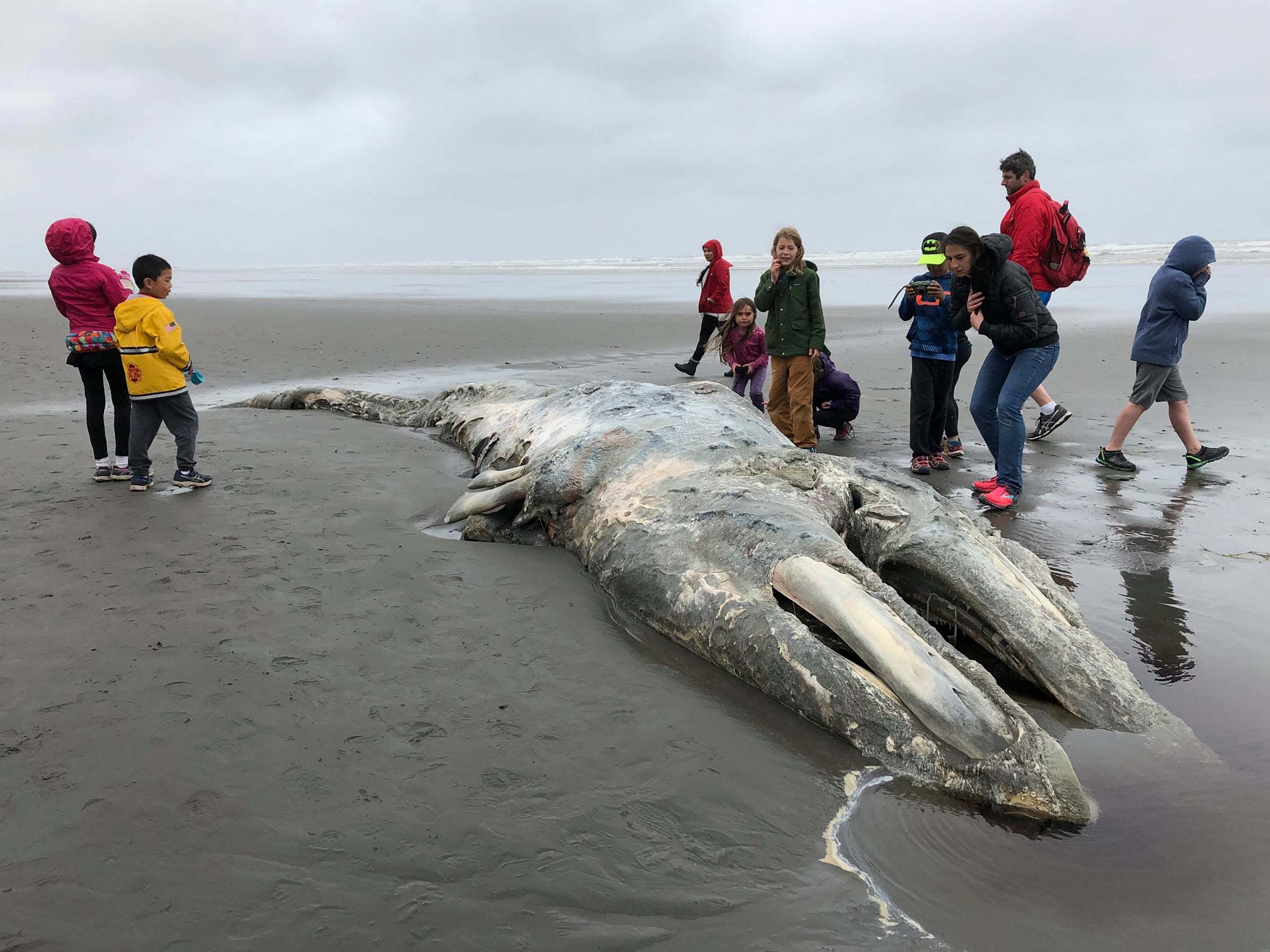 Teachers and students from Northwest Montessori School in Seattle examine the carcass of a gray whale after it washed up on the coast of Washington's Olympic Peninsula in May this year