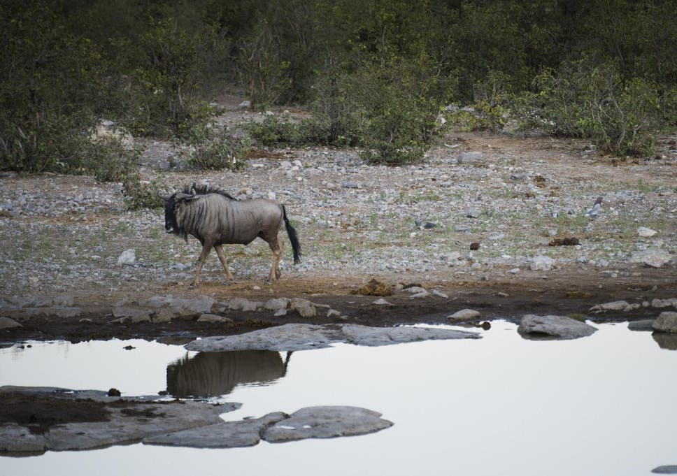 A wildebeest photographed in Namibia near a waterhole