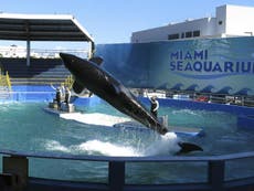 Native US tribe members sue aquarium for keeping killer whale captive 