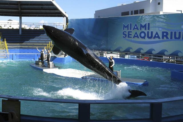 Tribe members say Lolita's tank is too small, and are preparing a legal case to free her
