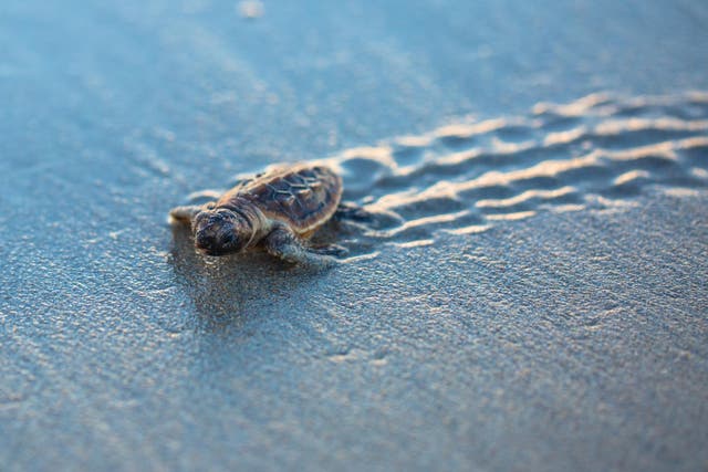 Around 70 per cent of turtle nesting in the US takes place in Florida where the nest was attacked