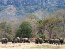 Park preyed on by poachers goes year without losing single elephant