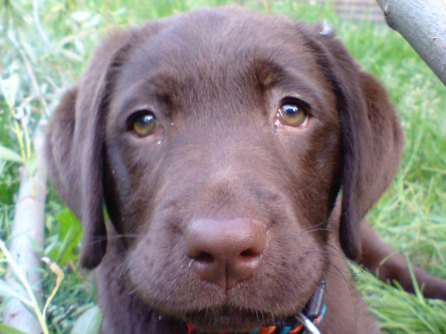 Dogs evolved 'puppy dog eyes' to help them get on with humans, study finds