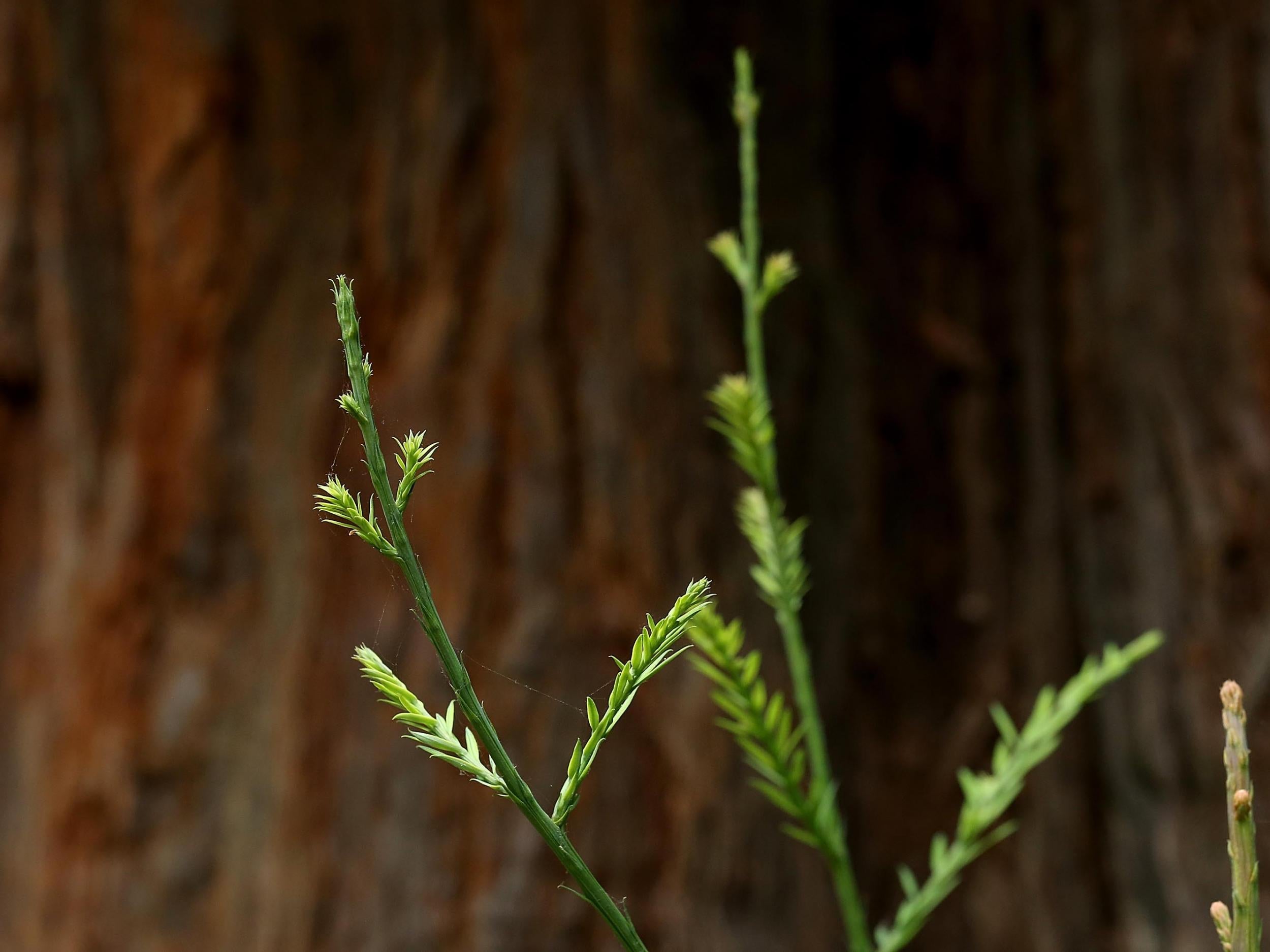 Tree burial is good for the environment, and the location is more beautiful than a traditional graveyard (Getty/iStock)