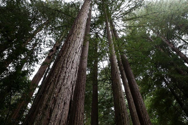 Coastal Redwood trees stand at Muir Woods National Monument in Mill Valley, California.