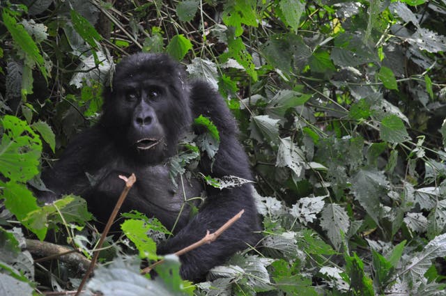 Tracking gorillas