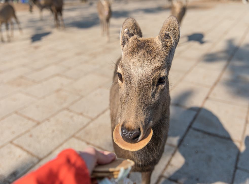 Visitors feed wild deer in Nara Park