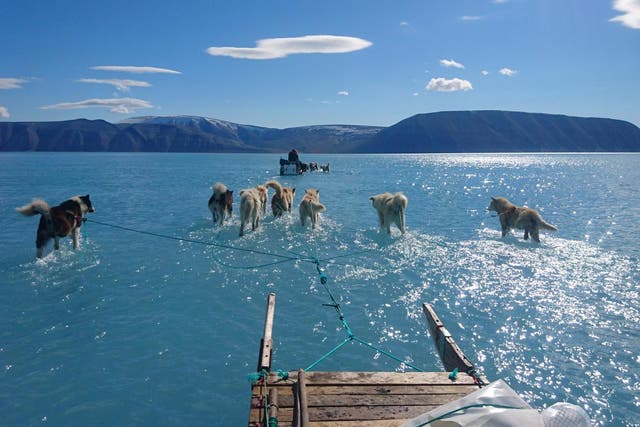 Huskies pull scientists through waters standing on a 1.2m-thick ice sheet in Inglefield Bredning in north west Greenland