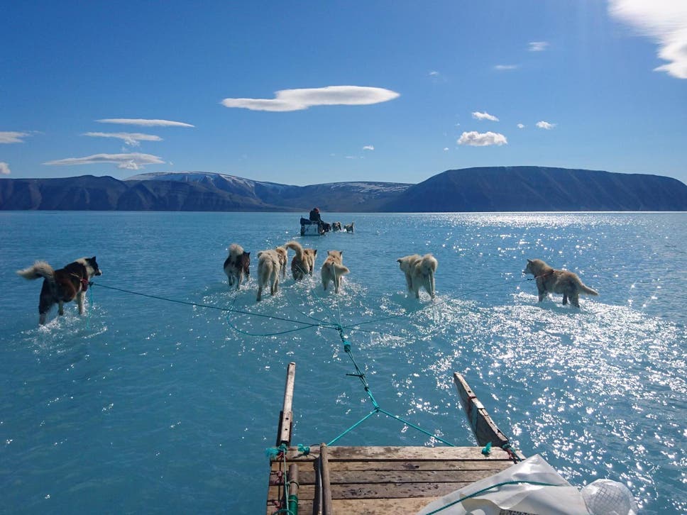 Huskies pull scientists through waters standing on a 1.2m-thick ice sheet in Inglefield Bredning in north west Greenland