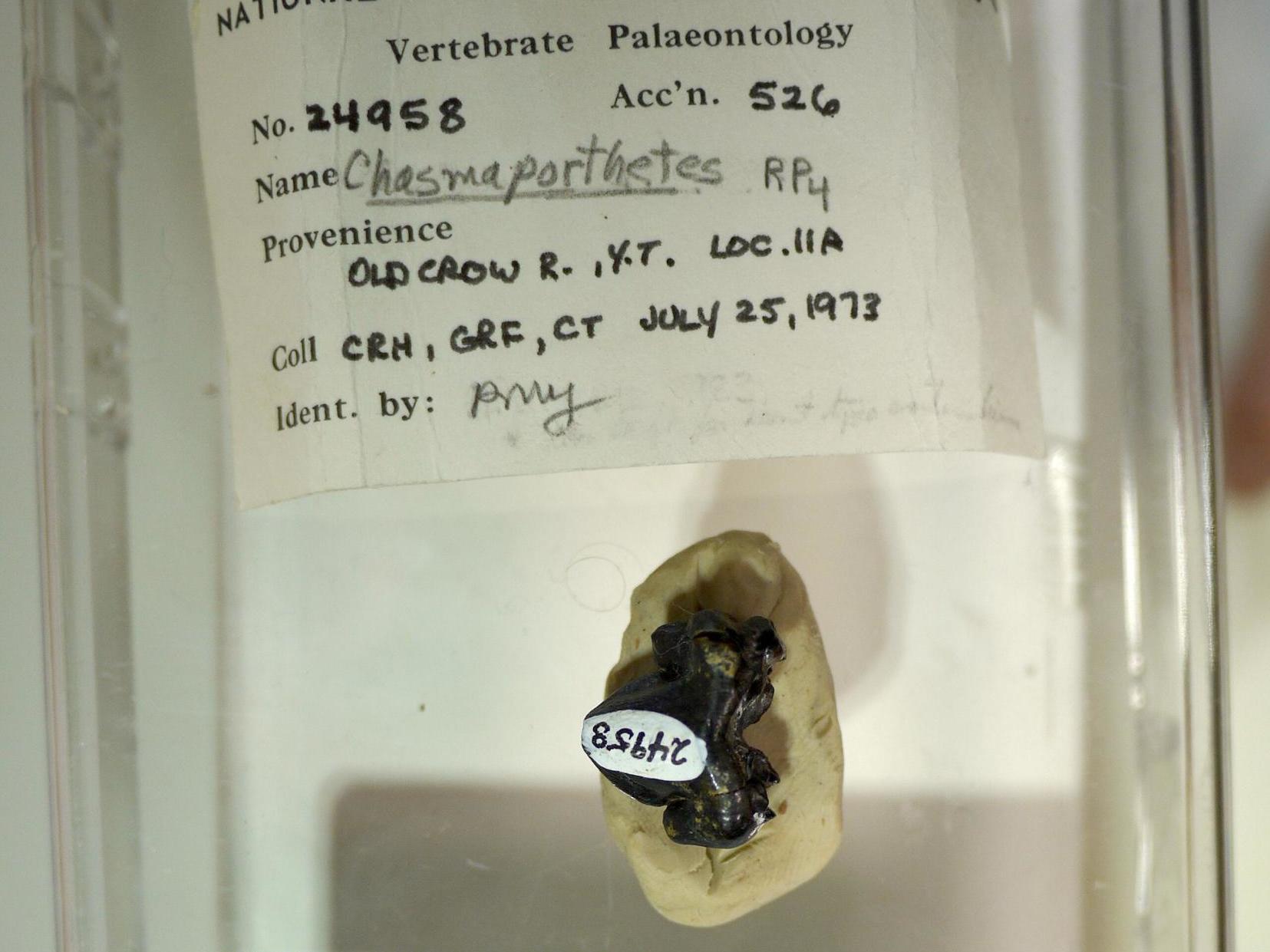 This ice age fossil tooth – tucked away for years in the collections of the Canadian Museum of Nature – belonged to the ‘running hyena’