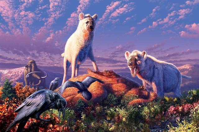 The 'running hyenas' (artist's impression) would have lived alongside woolly mammoths and saber-toothed cats