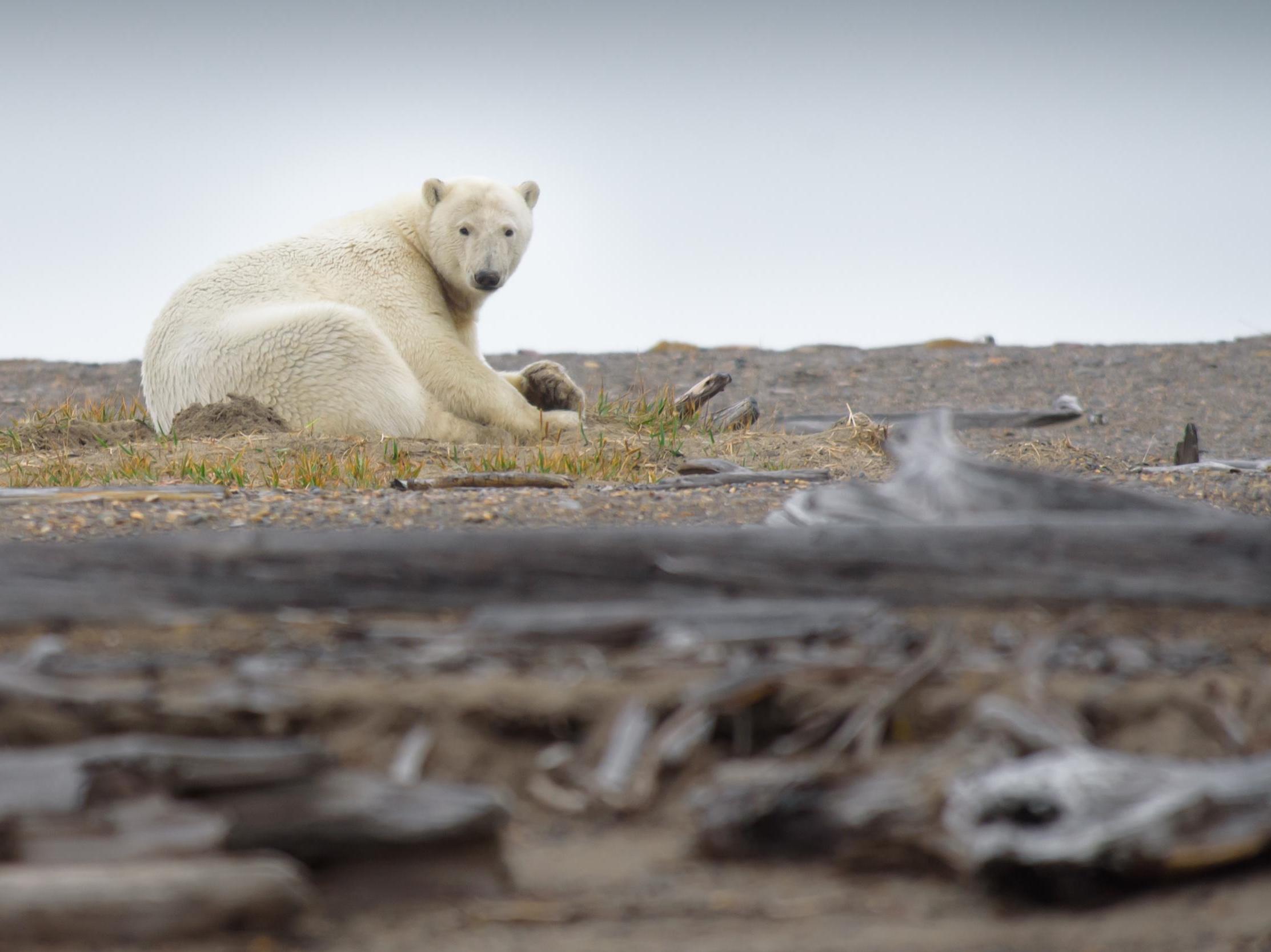 Wildlife in danger. Большой Арктический заповедник животные. Белый медведь глобальное потепление. Засуха в Арктике белые медведи. Истощенный белый медведь.