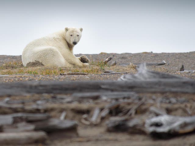 File photo. Polar bears depend on Arctic sea ice to hunt. Record temperatures in recent years have seen falling levels of ice cover