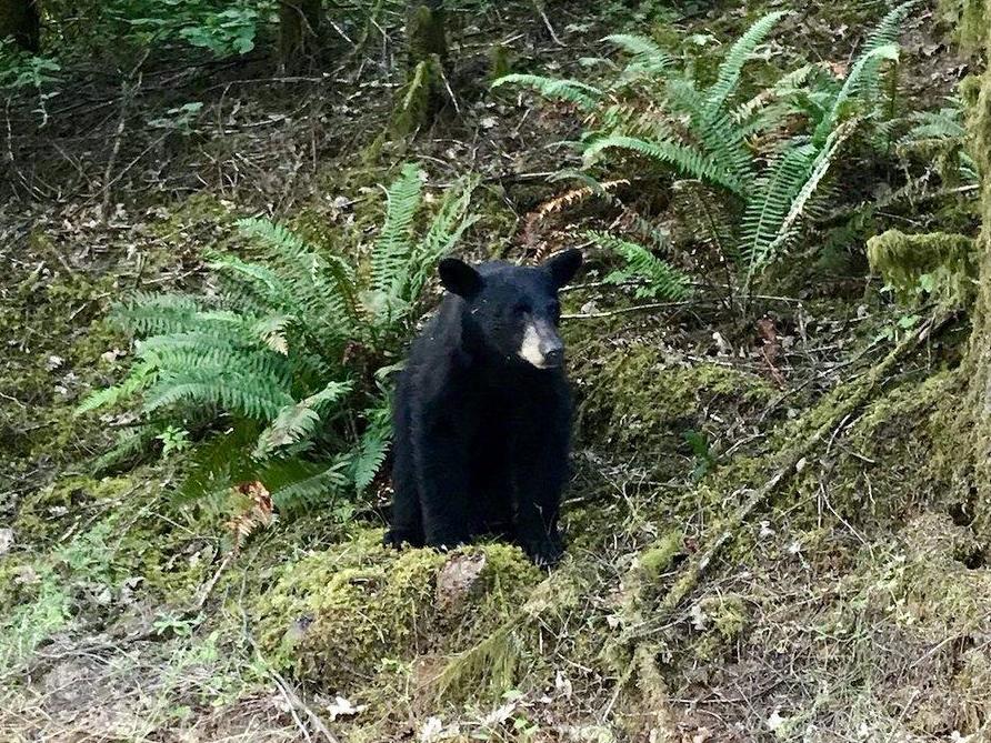 The black bear was shot and killed by wildlife officials after being familiar around people