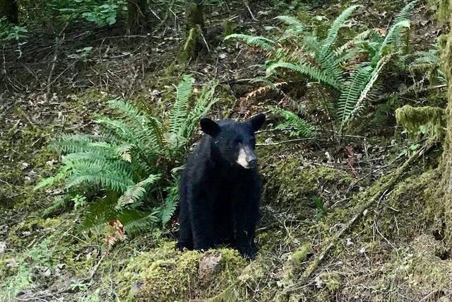 The black bear was shot and killed by wildlife officials after being familiar around people