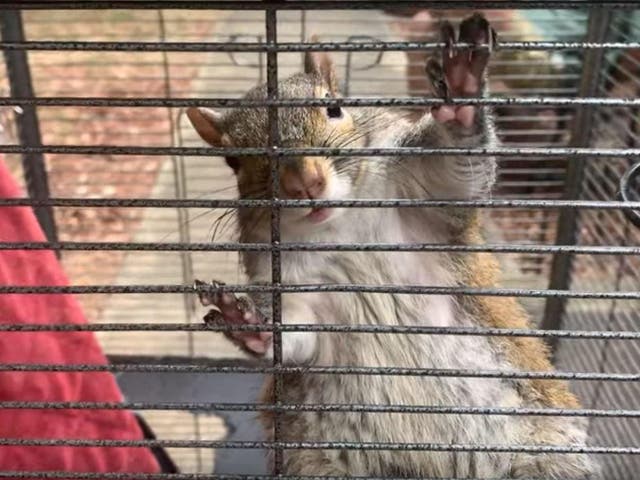 Squirrel found by police investigators