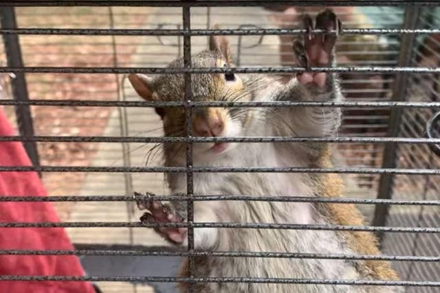 Squirrel found by police investigators