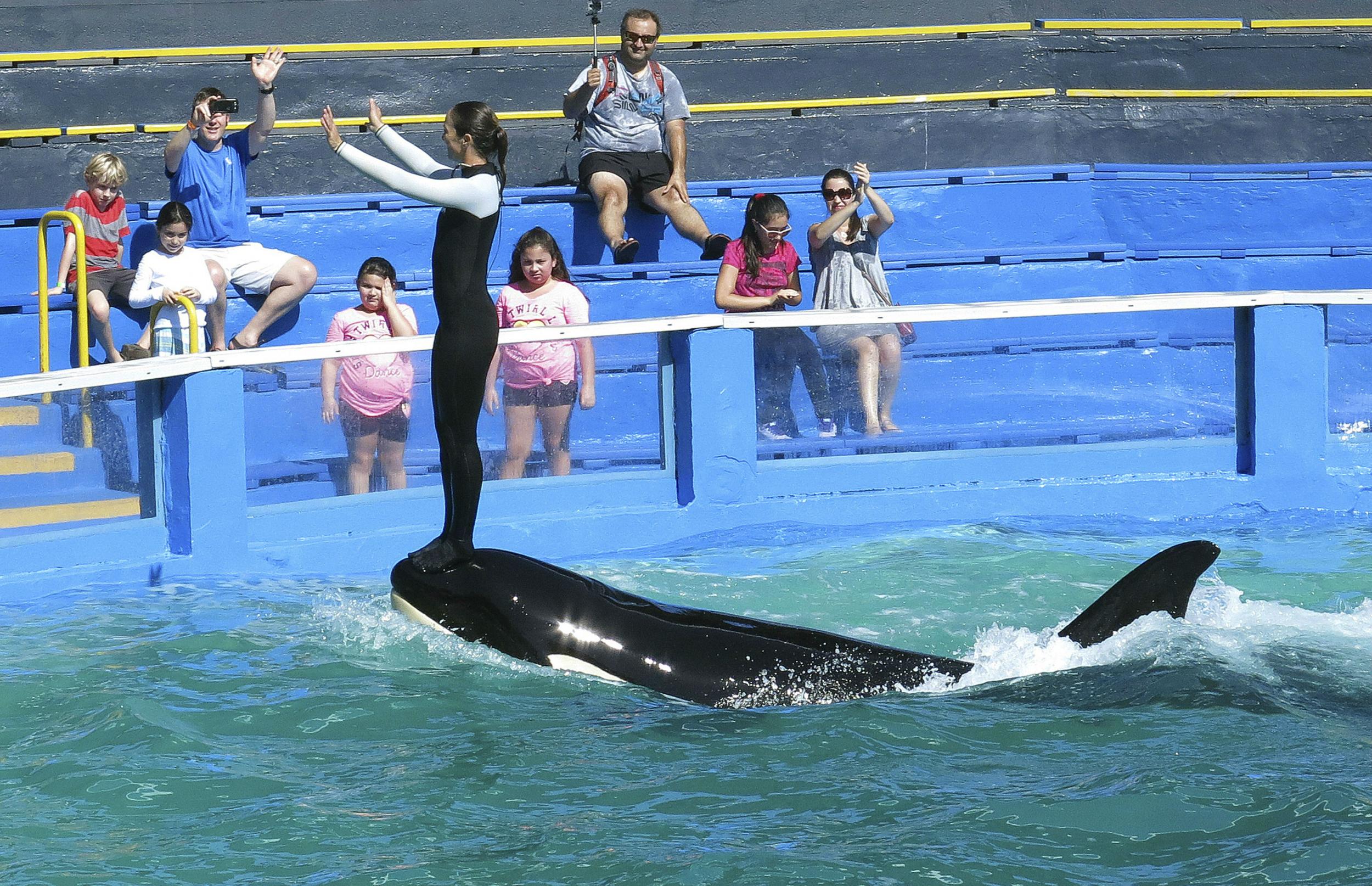 Every day, twice a day, Lolita is made to perform stunts for visitors