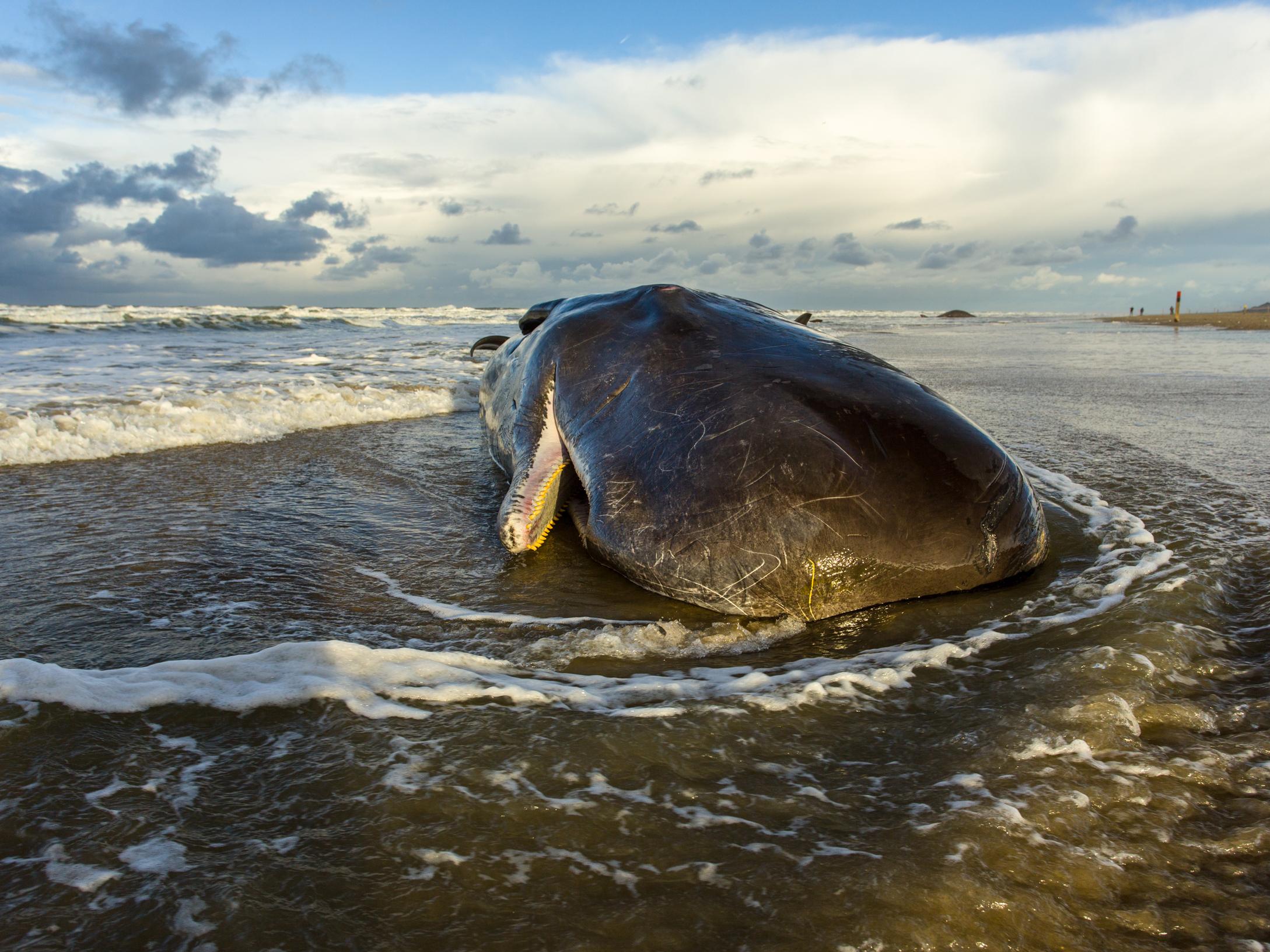 Thirty of the 77 dead whales that have beached along the Pacific Coast this year have come ashore in Washington