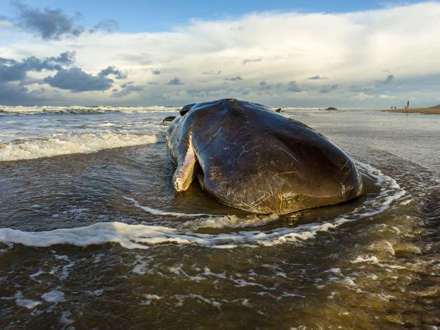 Thirty of the 77 dead whales that have beached along the Pacific Coast this year have come ashore in Washington