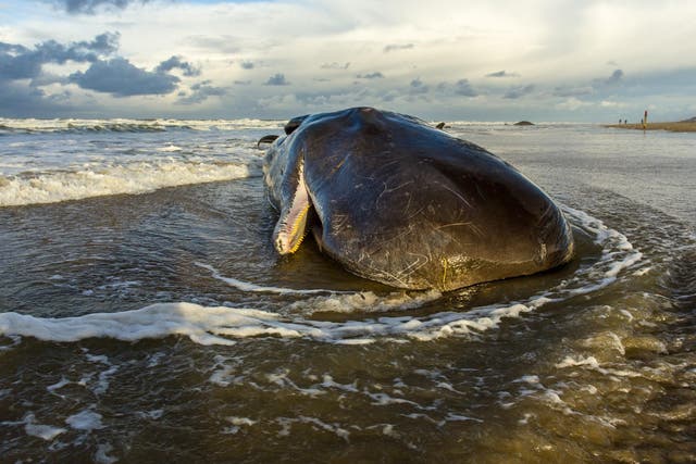 Thirty of the 77 dead whales that have beached along the Pacific Coast this year have come ashore in Washington