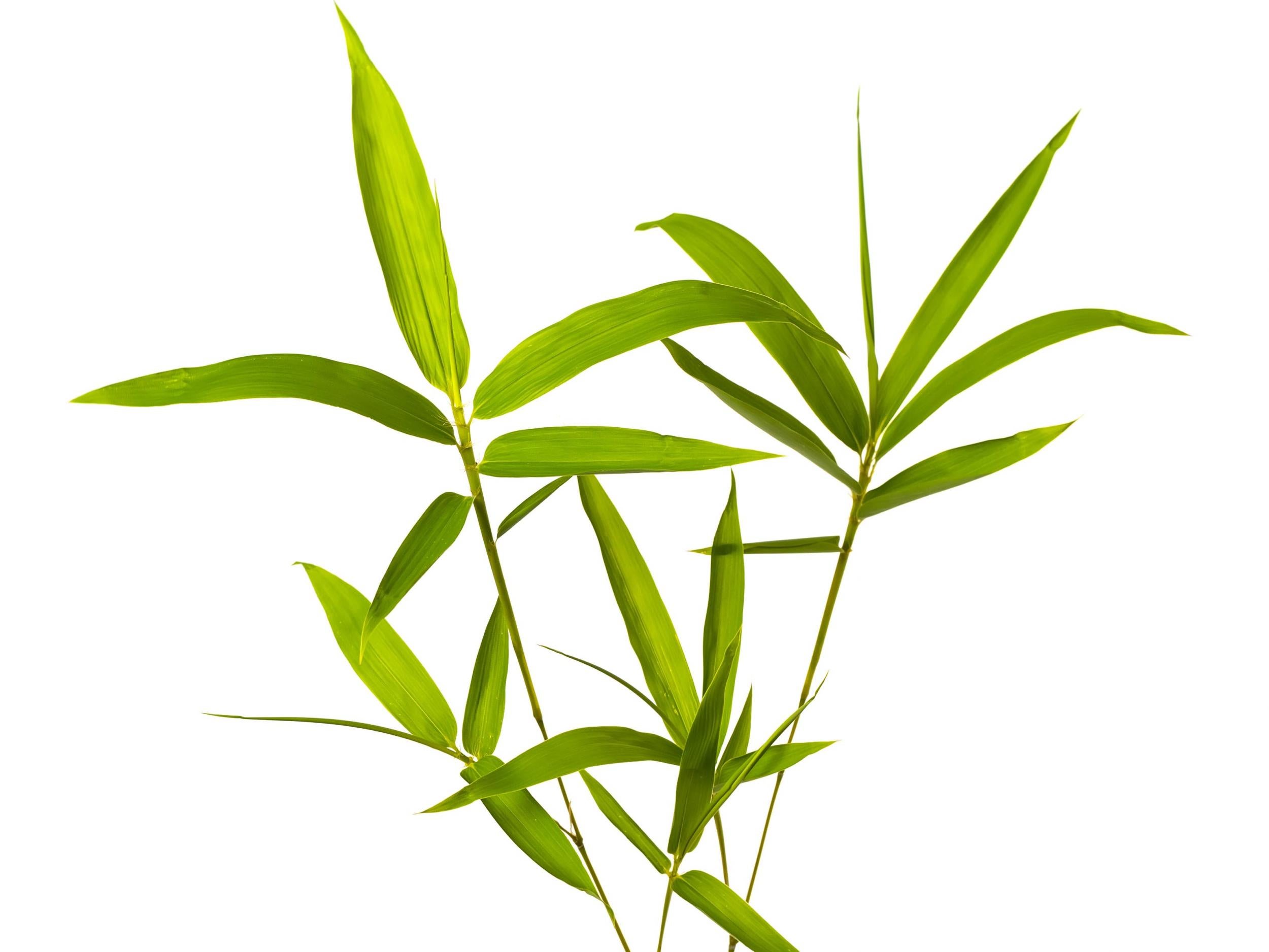 Bamboo leaves grow directly opposite one another (iStock)