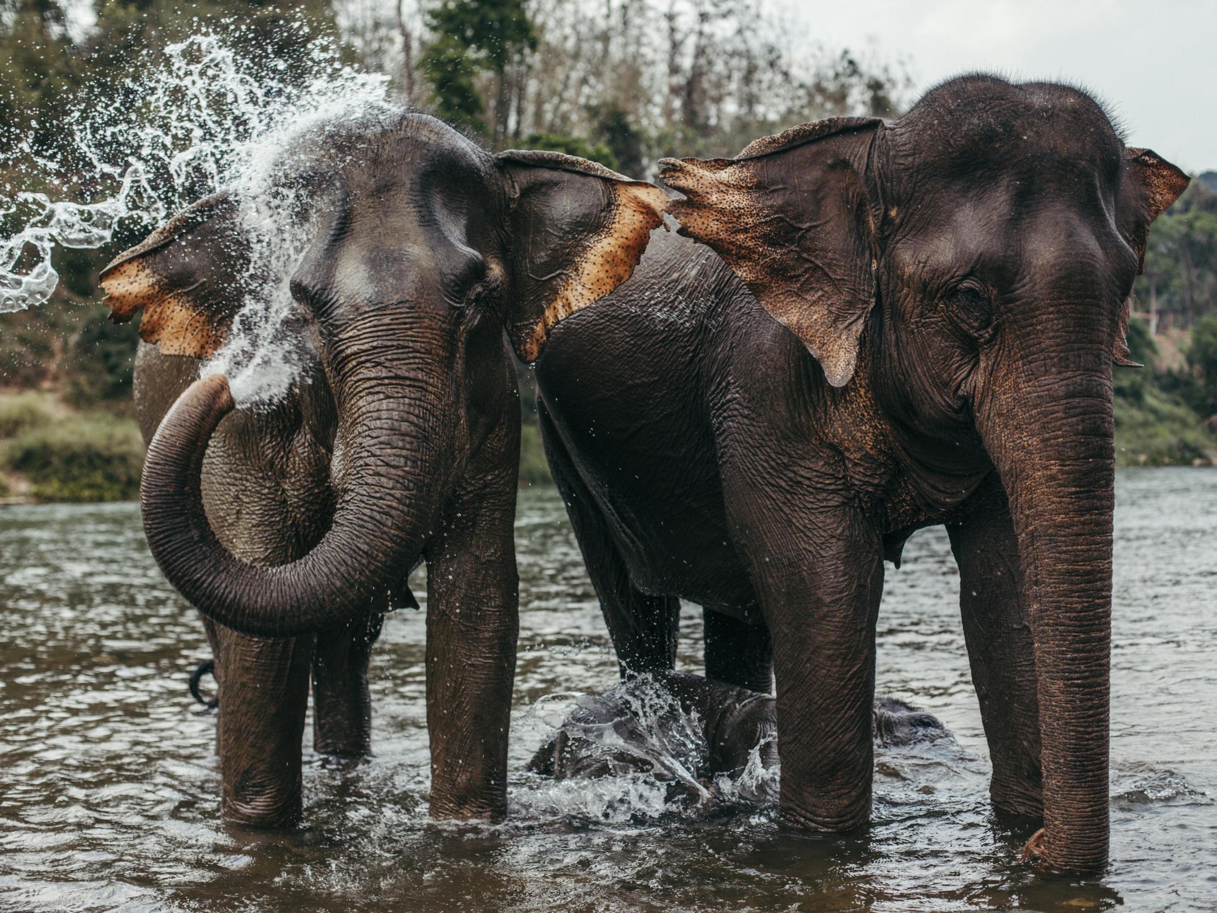 Elephants can smell disparate quantities of food from a distance (iStock)