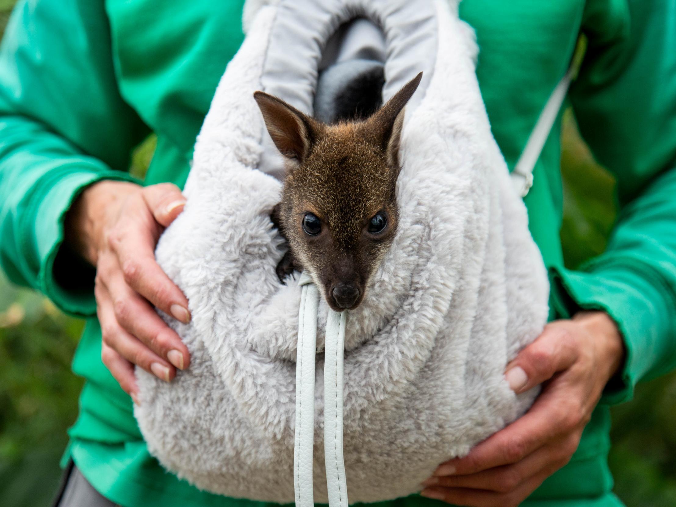 Baby wallaby hand-reared in rucksack after mother dies of pneumonia The Independent The Independent