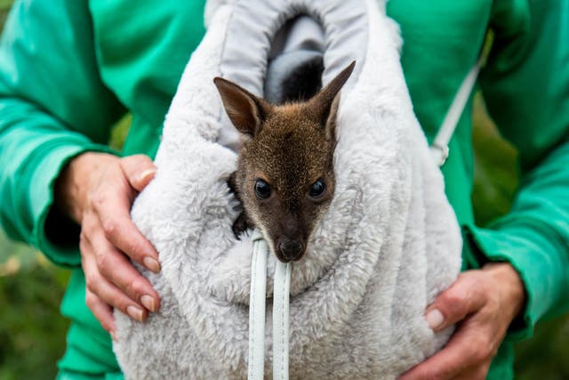 An orphaned Wallaby named Riley is being hand-reared in a rucksack by wildlife carer Julia Stewart at Studley Grange Butterfly World and Farm Park near Swindon, Wiltshire, after his mother died of pneumonia.