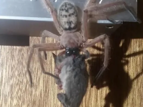 Justine Latton's husband spotted this spider devouring its prey while on a trip to a national park in Tasmania, Australia.