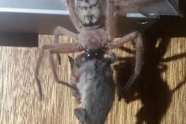 Justine Latton's husband spotted this spider devouring its prey while on a trip to a national park in Tasmania, Australia.