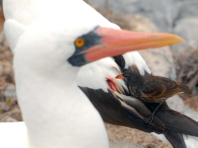 A Galapagos finch uses a technique it has learned to drink blood