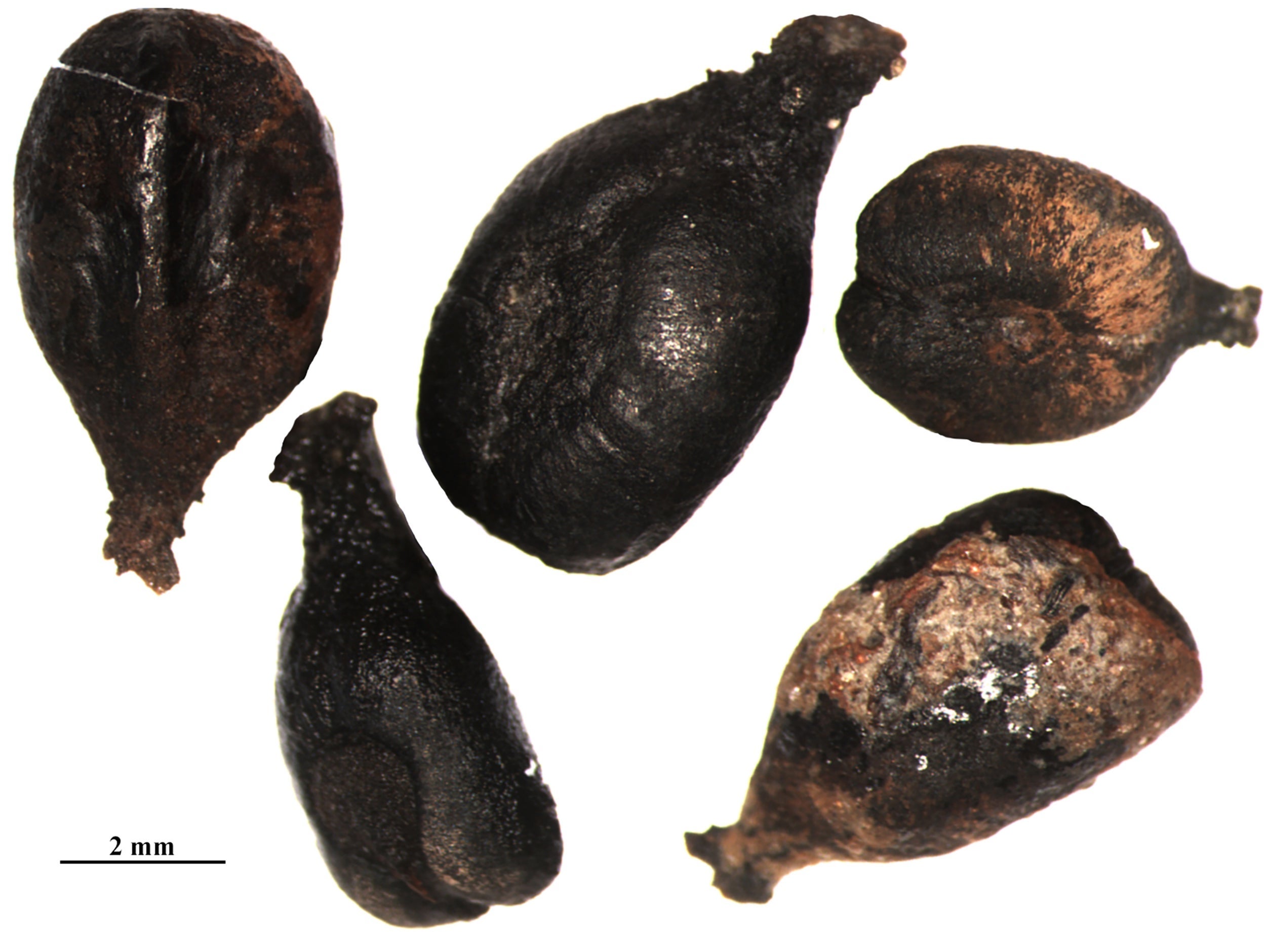 &#13;
Grape seeds found by archaeologists in France &#13;