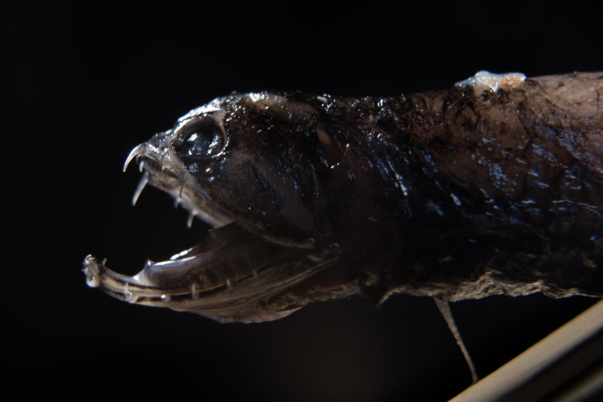 &#13;
A dragonfish with its transparent teeth &#13;