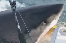 Great white shark lured to fisherman's boat in Jaws-like incident