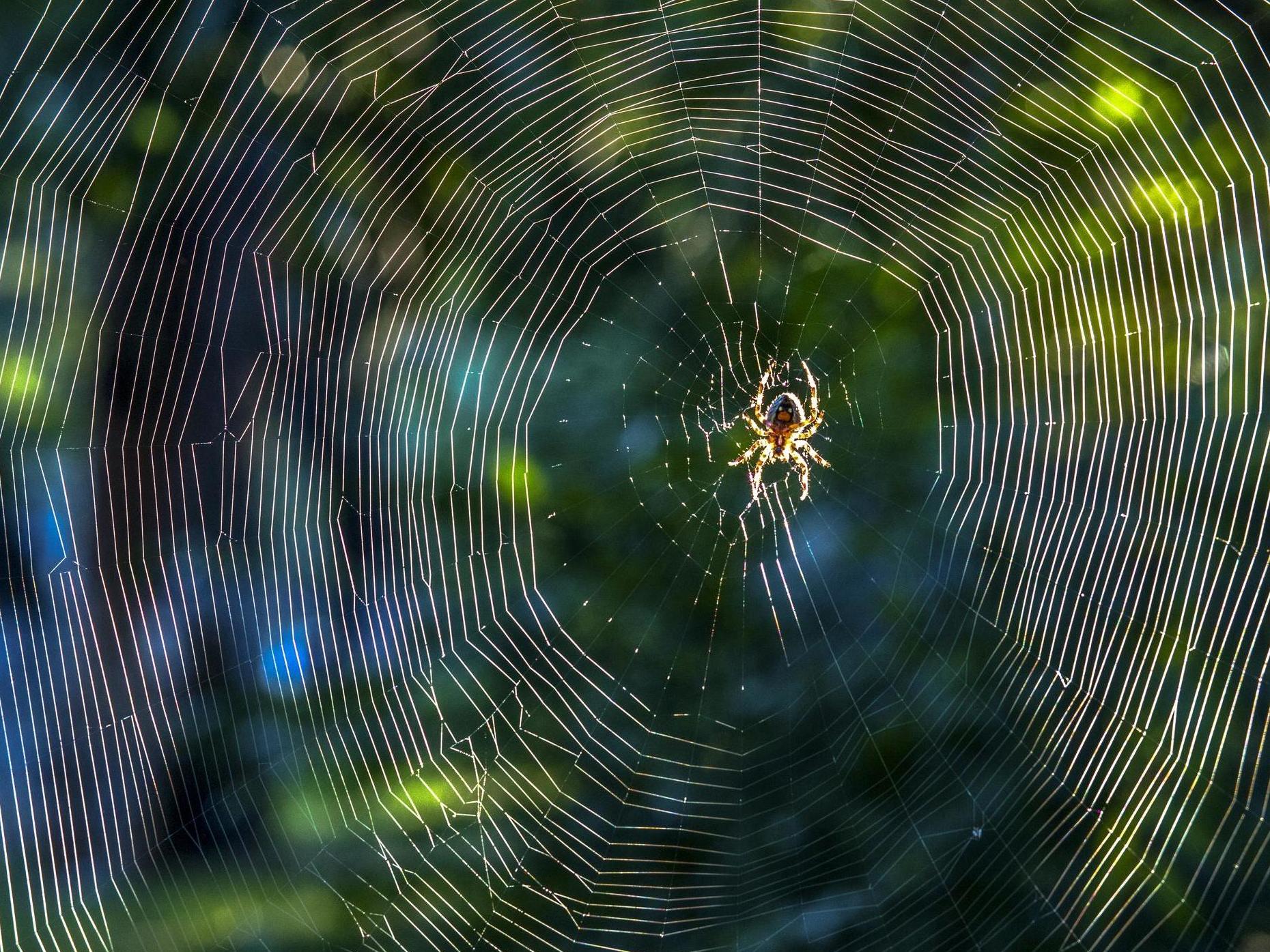 The mother said her daughter was scared by the spider and she was 'trying to calm the situation' before the crash