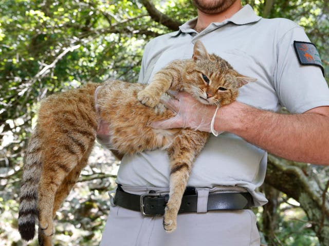French forest and hunting office employee Charles-Antoine Cecchini holds a rare ‘ghjattu volpe’ fox cat on 12 June in Corsica